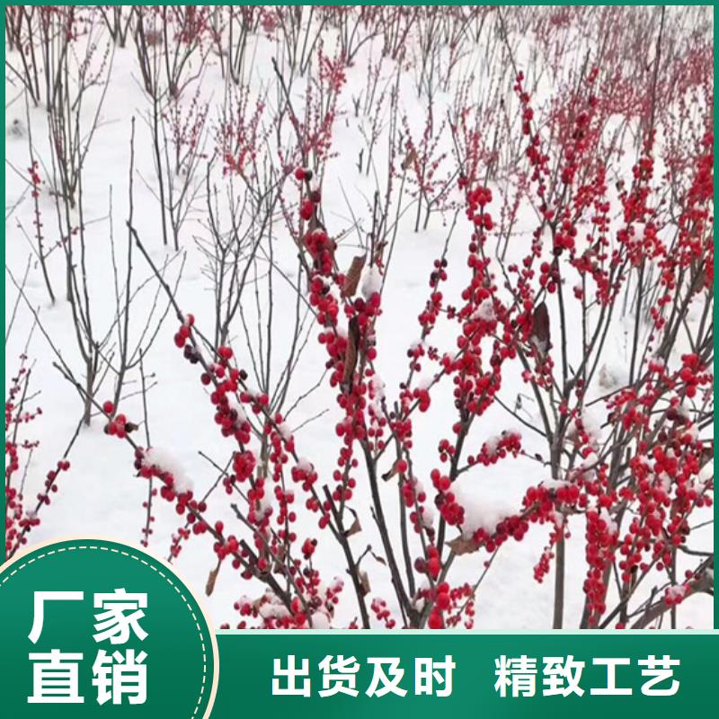 北美冬青-视频-河南省平顶山市轩园北美冬青可服务区域鲁山|石龙|新乡|驻马店|洛阳|南阳等