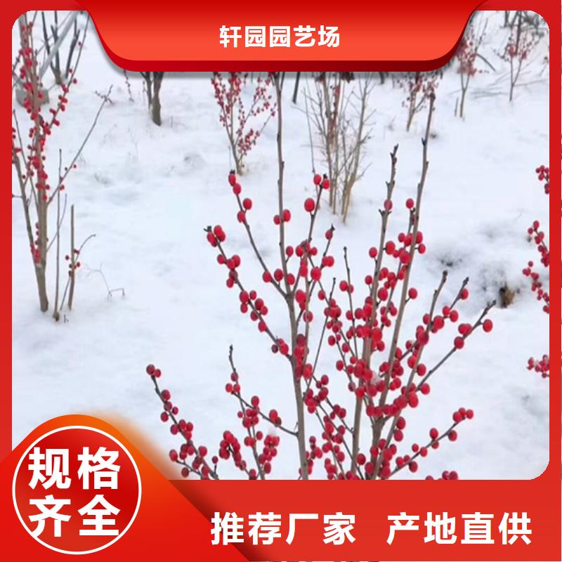 北美冬青,樱桃苗源头厂商