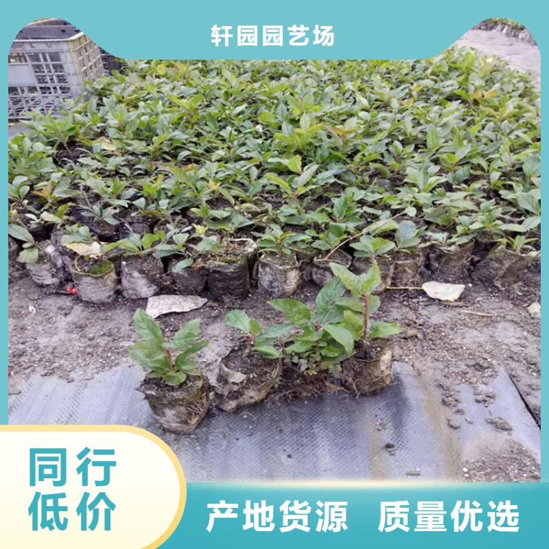 北美冬青-视频-河南省平顶山市轩园北美冬青可服务区域鲁山|石龙|新乡|驻马店|洛阳|南阳等