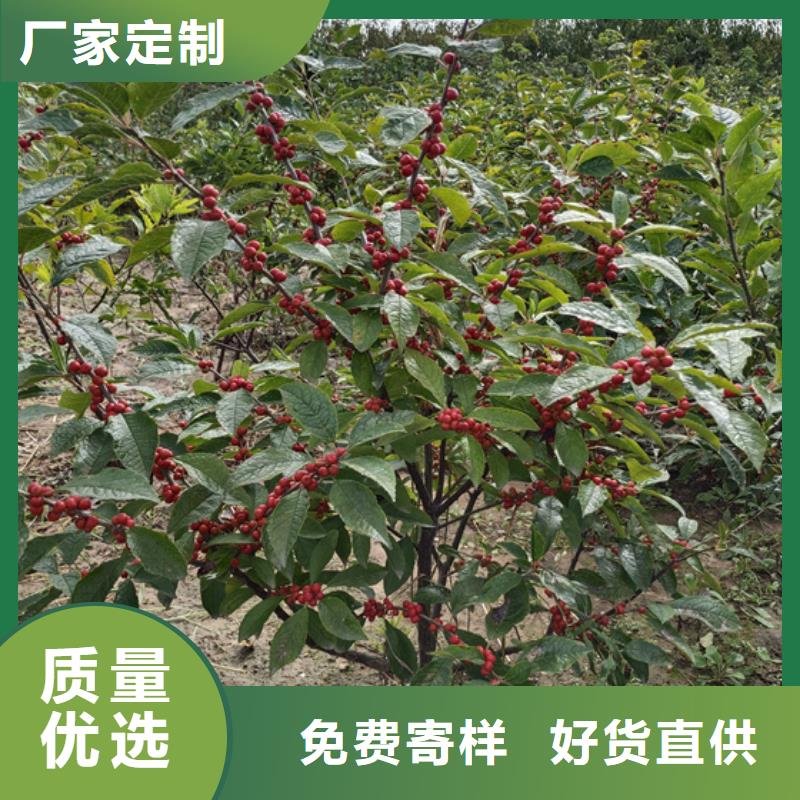 北美冬青,樱桃苗源头厂商