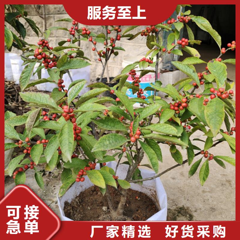 北美冬青-视频-河南省平顶山市轩园北美冬青可服务区域鲁山|石龙|新乡|驻马店|洛阳|南阳等