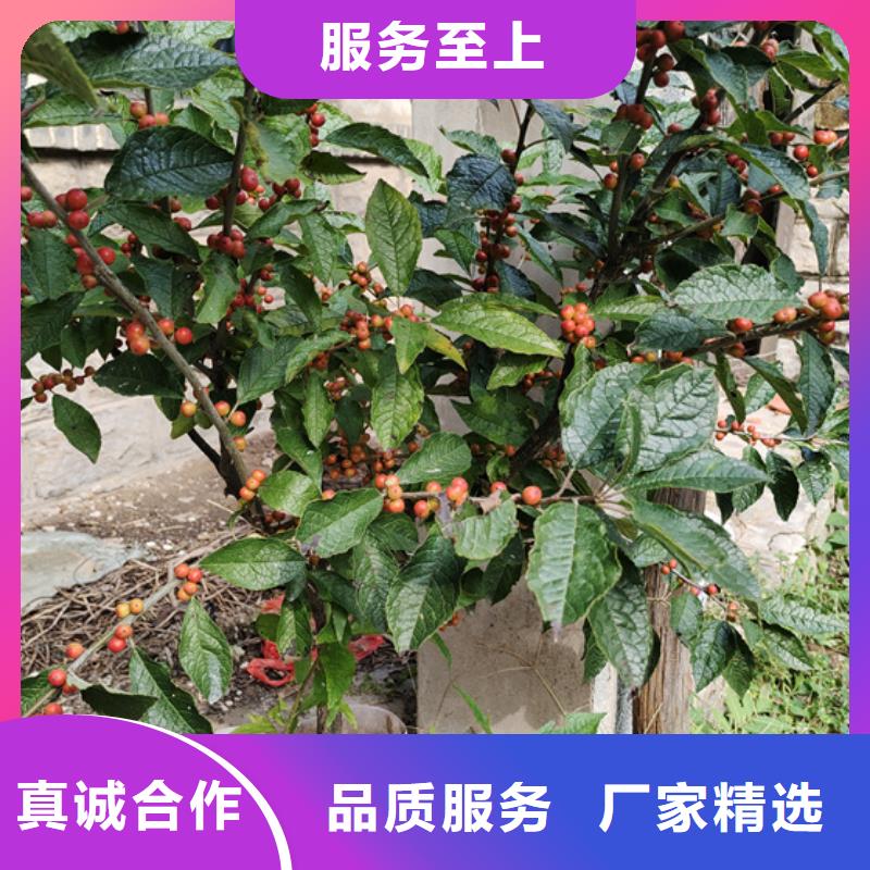 北美冬青-视频-北美冬青-轩园园艺场(贵州省分公司)服务区域遵义|安顺|毕节|黔西南