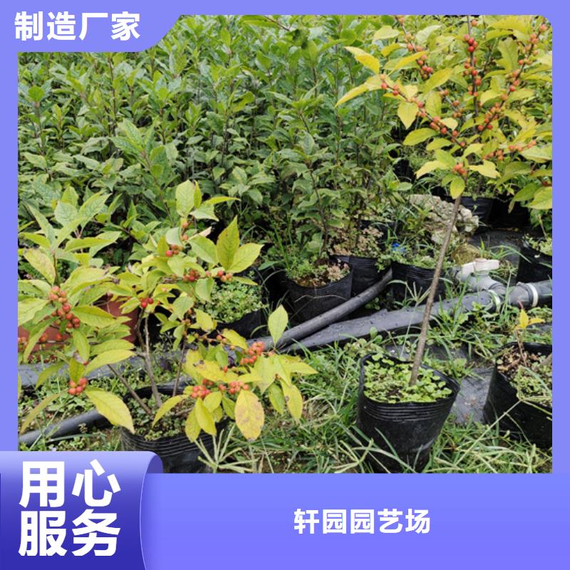北美冬青-视频-河南省平顶山市轩园北美冬青可服务区域鲁山|石龙|新乡|驻马店|洛阳|南阳等