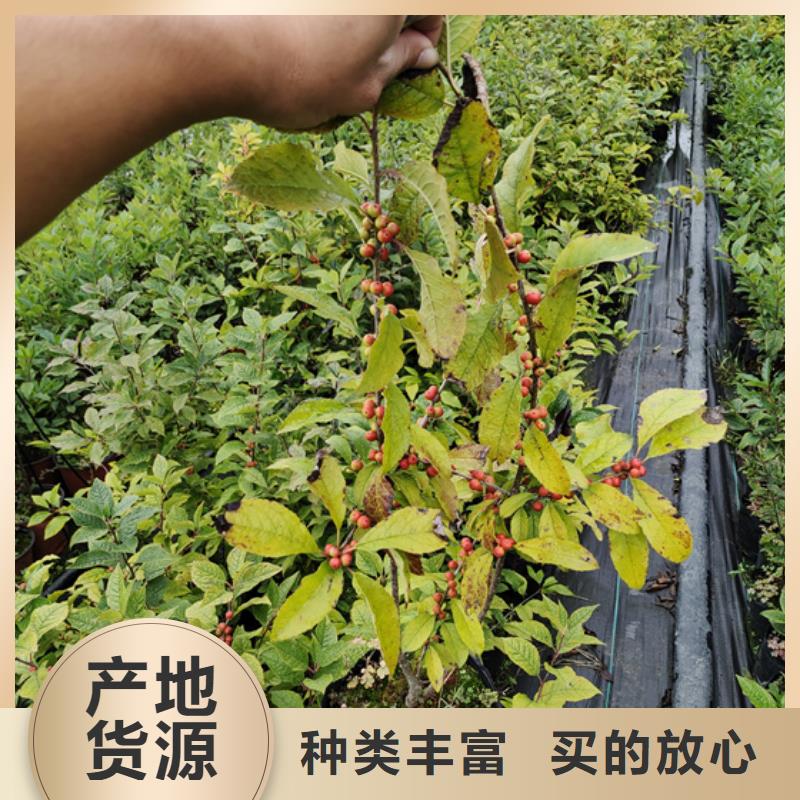 【北美冬青】桃树苗源厂定制