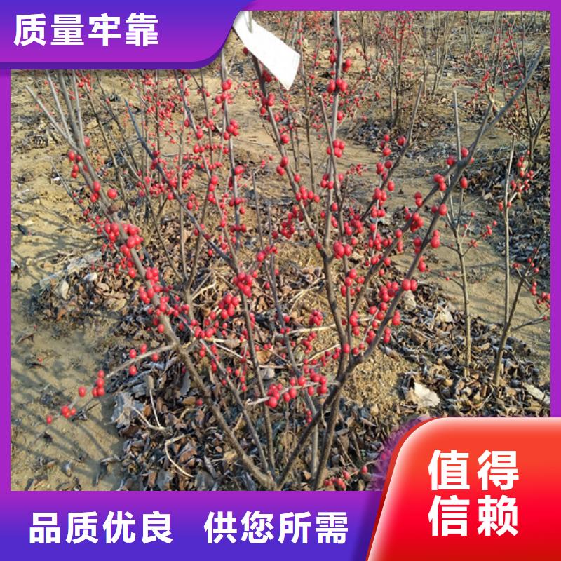 北美冬青-视频-河南省平顶山市轩园北美冬青可服务区域鲁山|石龙|新乡|驻马店|洛阳|南阳等