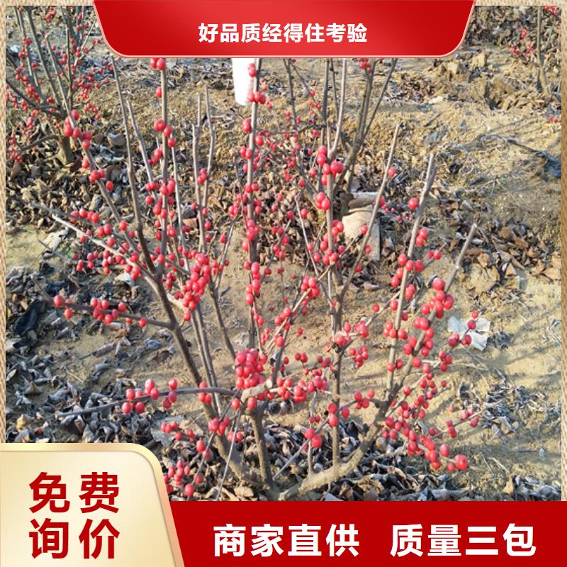 北美冬青-视频-河南省平顶山市轩园北美冬青可服务区域鲁山|石龙|新乡|驻马店|洛阳|南阳等