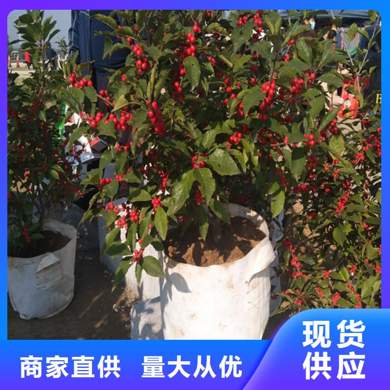 北美冬青-视频-北美冬青(轩园)覆盖地域云南省大理市剑川|鹤庆|红河|临沧|文山|普洱