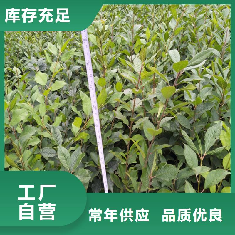 【北美冬青】桃树苗源厂定制