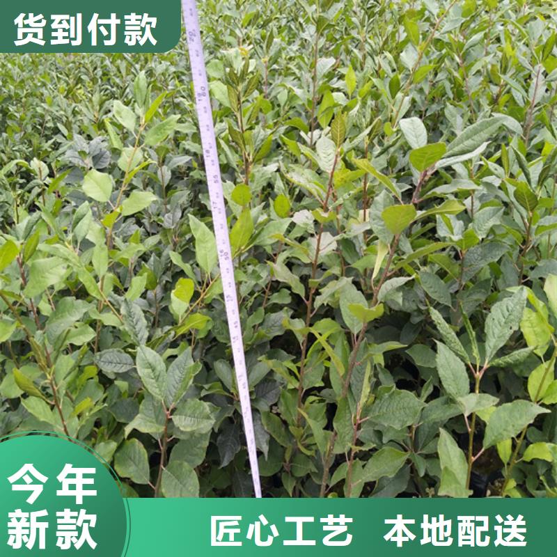 北美冬青-视频-河南省平顶山市轩园北美冬青可服务区域鲁山|石龙|新乡|驻马店|洛阳|南阳等