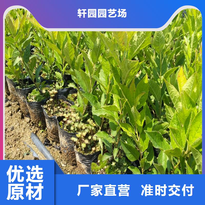 北美冬青-视频-北美冬青(轩园)覆盖地域云南省大理市剑川|鹤庆|红河|临沧|文山|普洱