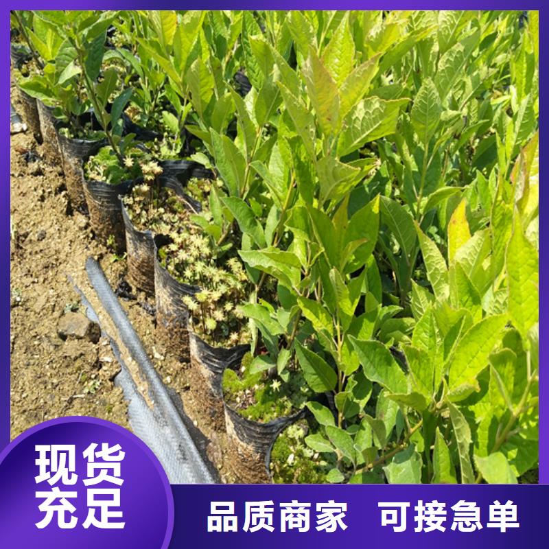 北美冬青,樱桃苗源头厂商