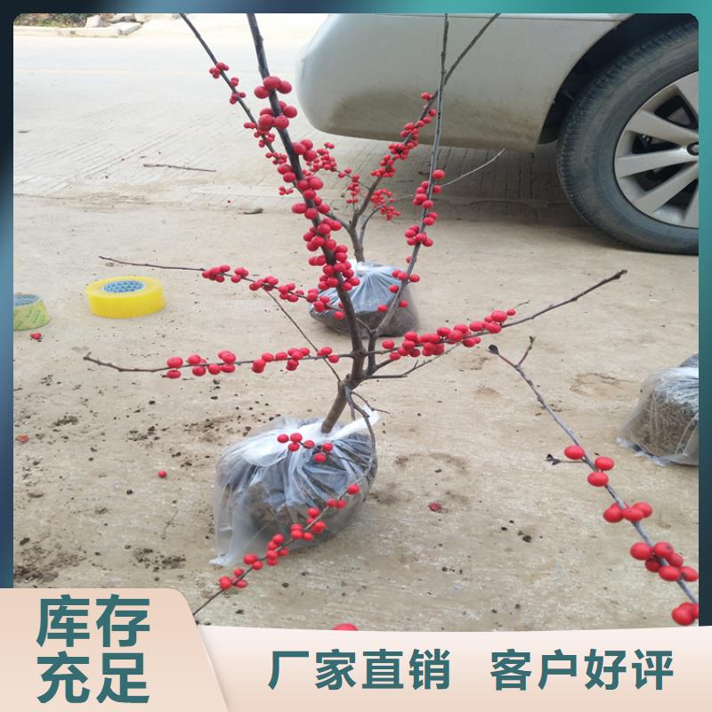 北美冬青-视频-北美冬青(轩园)覆盖地域云南省大理市剑川|鹤庆|红河|临沧|文山|普洱