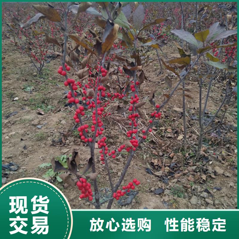 北美冬青,樱桃苗源头厂商