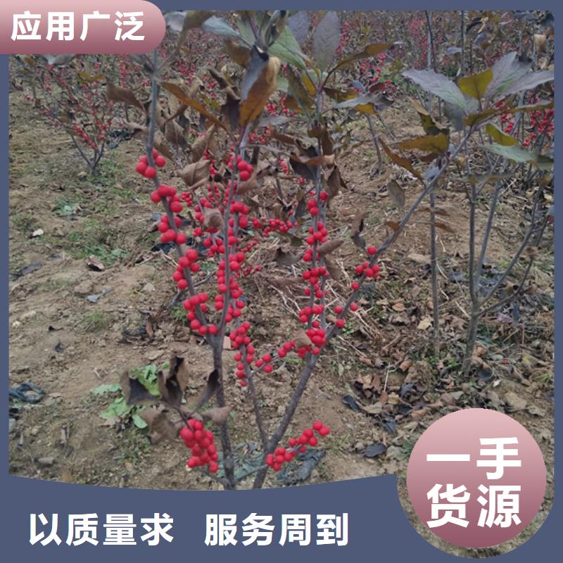 北美冬青-视频-河南省平顶山市轩园北美冬青可服务区域鲁山|石龙|新乡|驻马店|洛阳|南阳等
