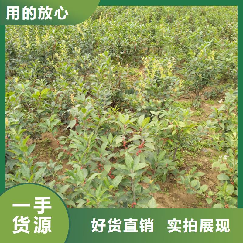 北美冬青,杏树苗厂家直销售后完善