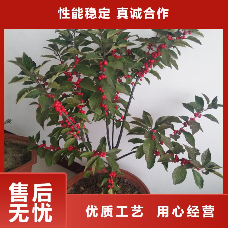 北美冬青-视频-北美冬青(轩园)覆盖地域云南省大理市剑川|鹤庆|红河|临沧|文山|普洱