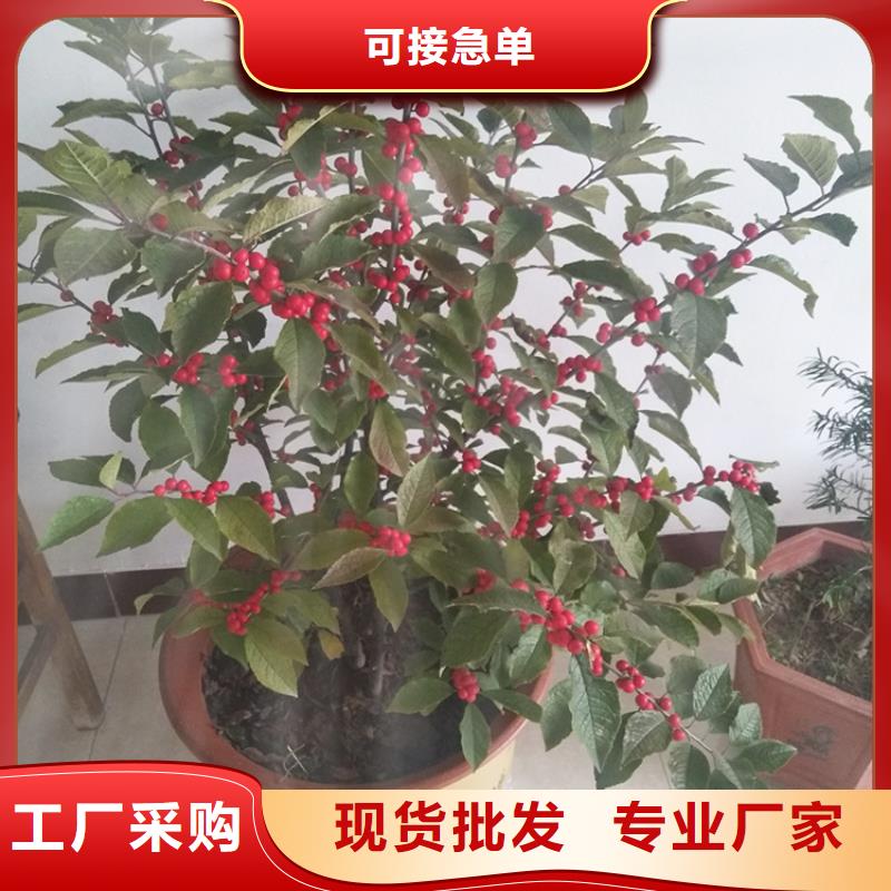 北美冬青-视频-北美冬青-轩园园艺场(贵州省分公司)服务区域遵义|安顺|毕节|黔西南