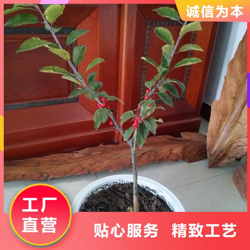 北美冬青,樱桃苗源头厂商