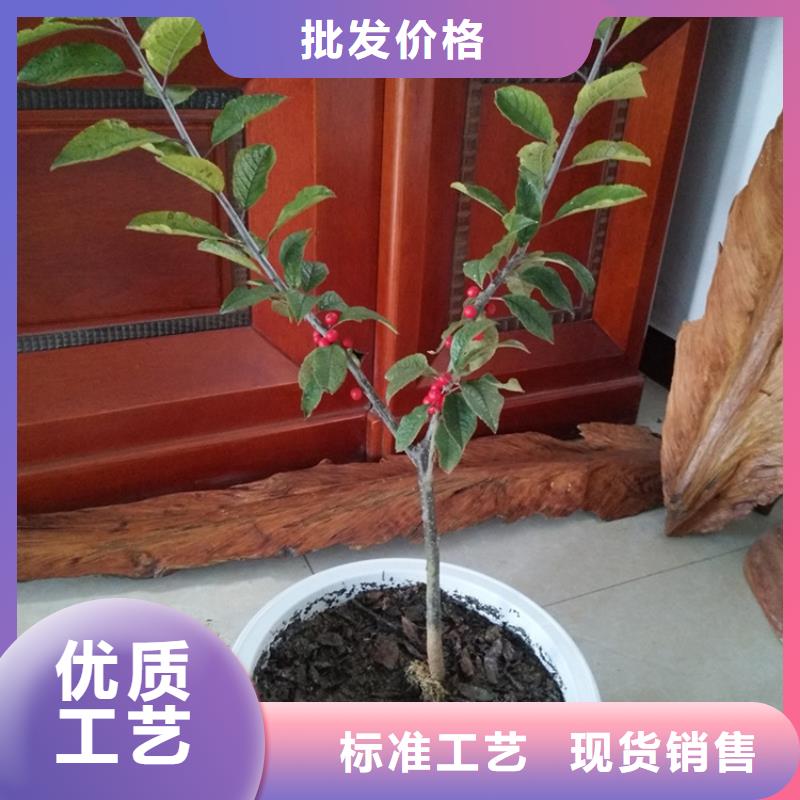 北美冬青-视频-北美冬青(轩园)覆盖地域云南省大理市剑川|鹤庆|红河|临沧|文山|普洱