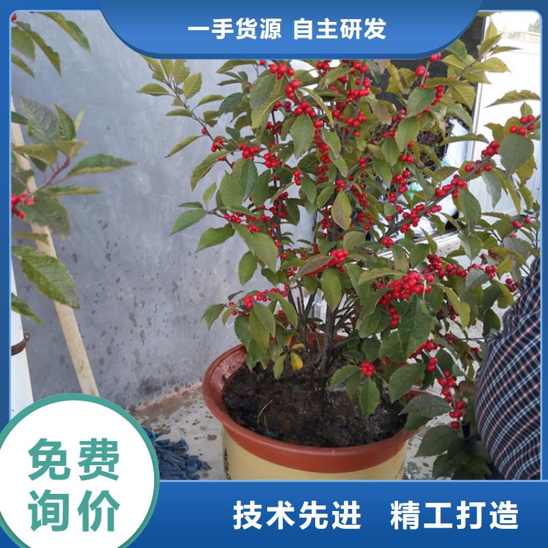 北美冬青-视频-河南省平顶山市轩园北美冬青可服务区域鲁山|石龙|新乡|驻马店|洛阳|南阳等