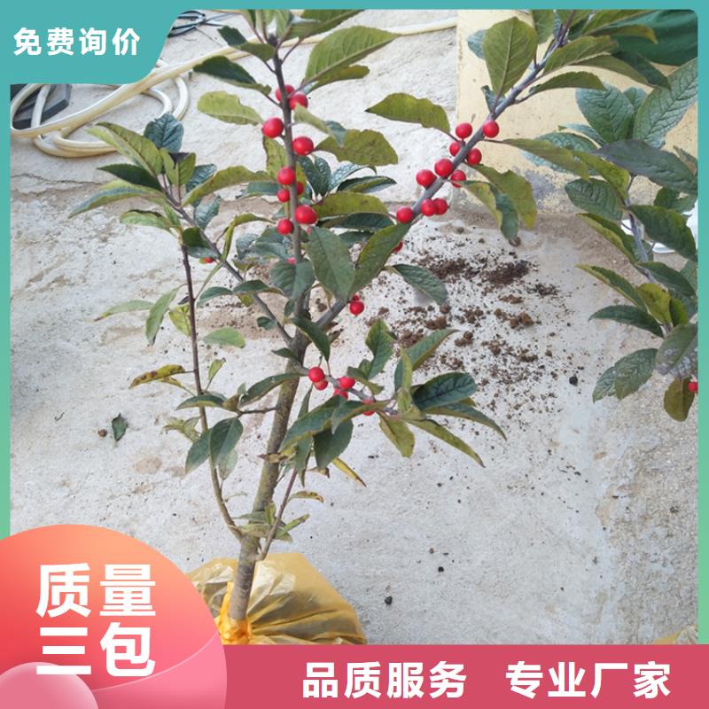 北美冬青,樱桃苗量大更优惠