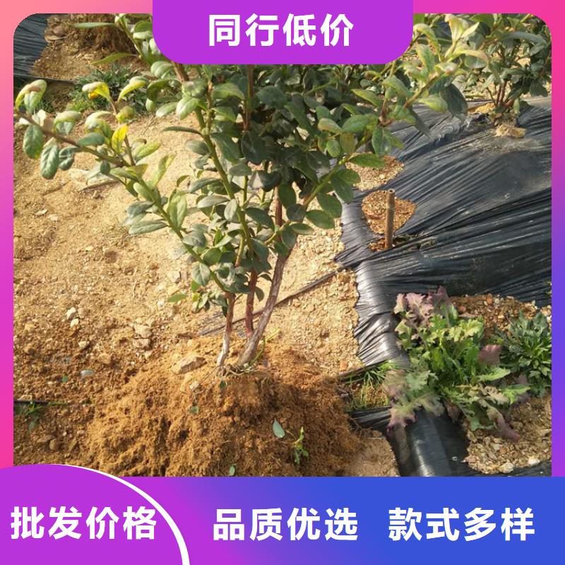 北美冬青-视频-广东省广州市|天河|白云|汕尾|韶关|江门|中山北美冬青-轩园