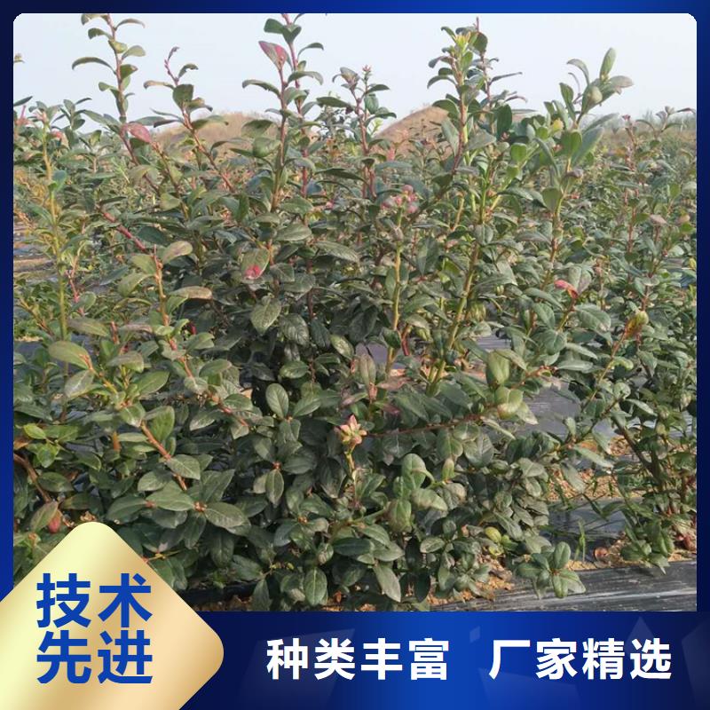 北美冬青-视频-雅安市北美冬青-【该地】可服务区域荥经|石棉|自贡|阿坝|甘孜|遂宁|德阳