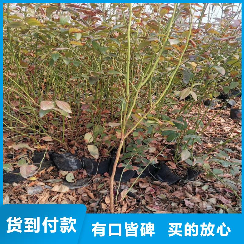 北美冬青-视频-北美冬青-云南省玉溪市(本地)品牌-红塔|易门|大理|德宏|文山|楚雄|西双版纳
