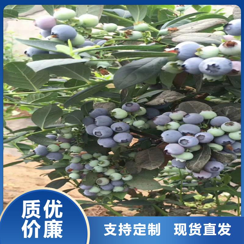 北美冬青-视频-雅安市北美冬青-【该地】可服务区域荥经|石棉|自贡|阿坝|甘孜|遂宁|德阳