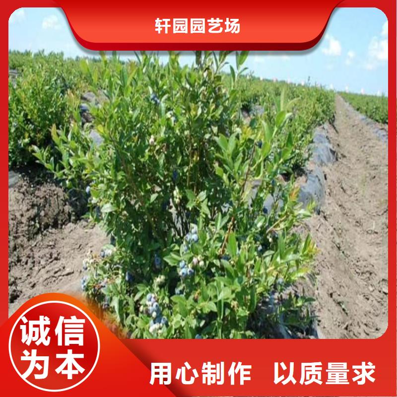 北美冬青-视频-雅安市北美冬青-【该地】可服务区域荥经|石棉|自贡|阿坝|甘孜|遂宁|德阳