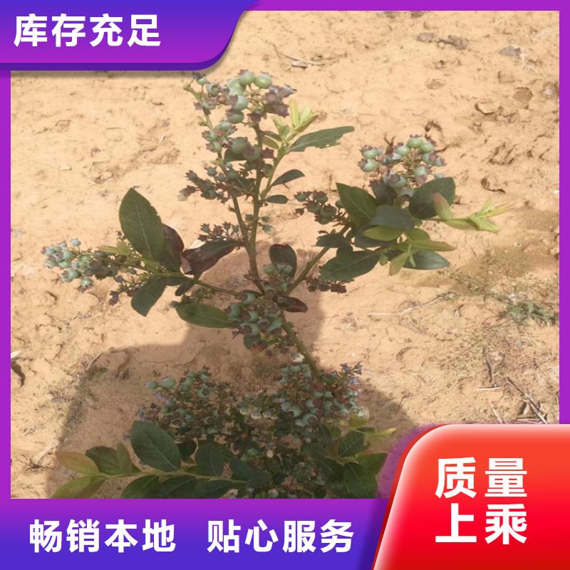 北美冬青-视频-北美冬青-云南省玉溪市(本地)品牌-红塔|易门|大理|德宏|文山|楚雄|西双版纳