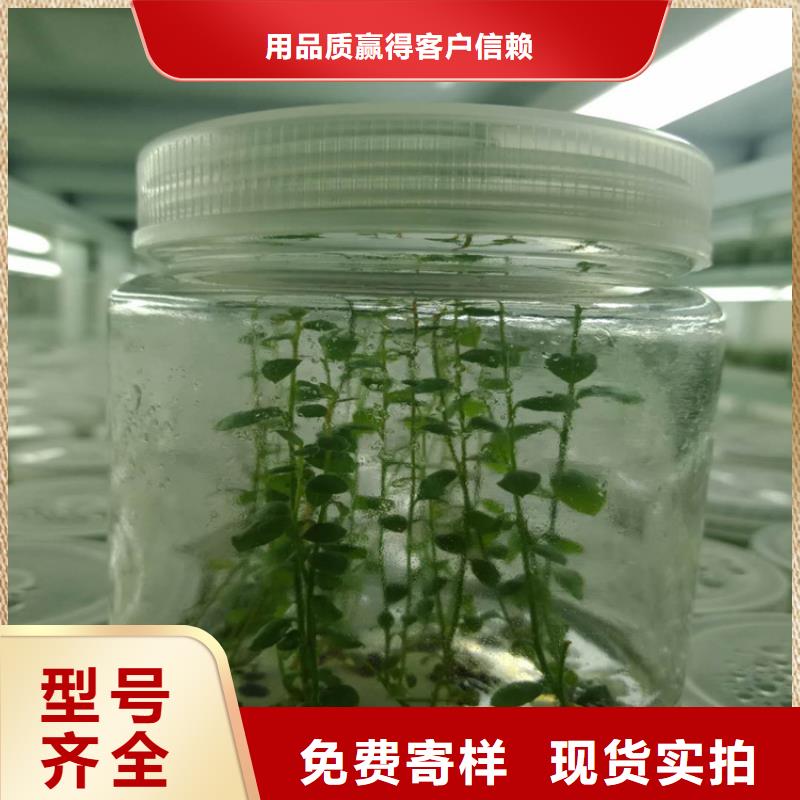 北美冬青-视频-雅安市北美冬青-【该地】可服务区域荥经|石棉|自贡|阿坝|甘孜|遂宁|德阳