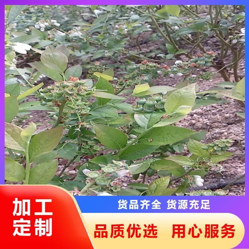 北美冬青-视频-雅安市北美冬青-【该地】可服务区域荥经|石棉|自贡|阿坝|甘孜|遂宁|德阳
