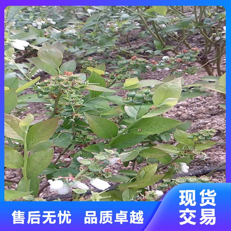 北美冬青-视频-北美冬青-云南省玉溪市(本地)品牌-红塔|易门|大理|德宏|文山|楚雄|西双版纳