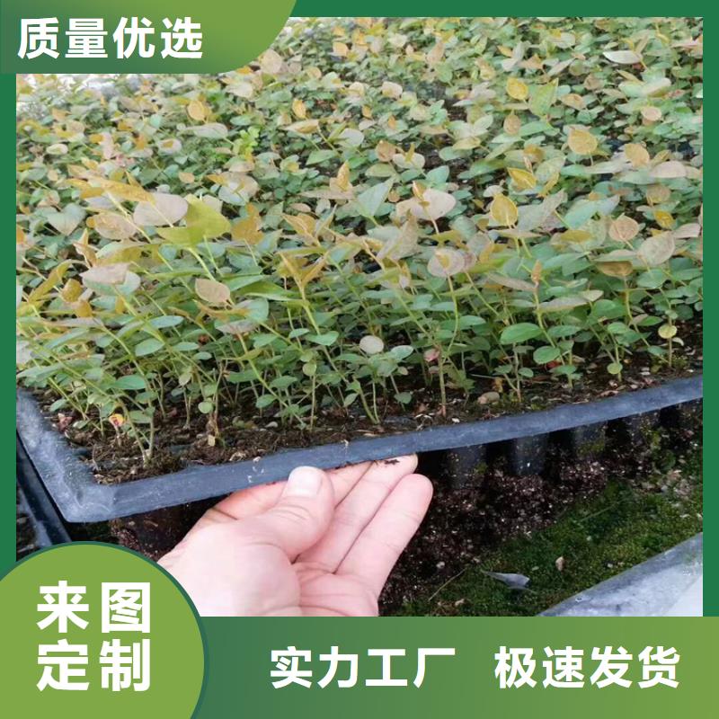 蓝莓苗-苹果苗实力工厂