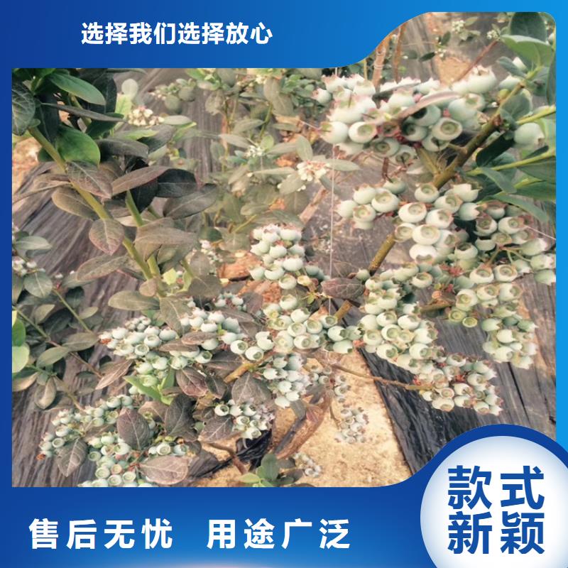 北美冬青-视频-广东省广州市|天河|白云|汕尾|韶关|江门|中山北美冬青-轩园