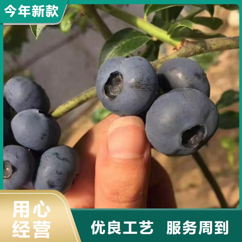 北美冬青-视频-广东省广州市|天河|白云|汕尾|韶关|江门|中山北美冬青-轩园