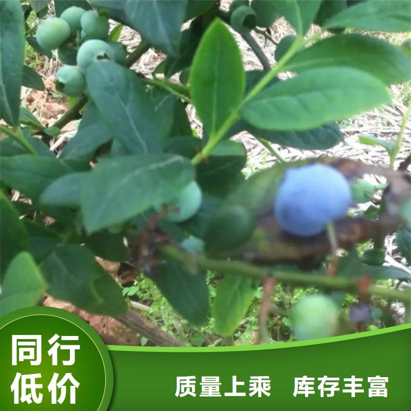 北美冬青-视频-雅安市北美冬青-【该地】可服务区域荥经|石棉|自贡|阿坝|甘孜|遂宁|德阳