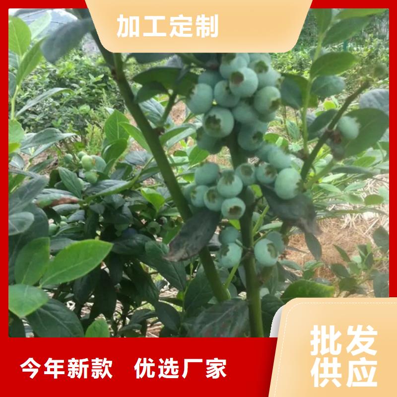 北美冬青-视频-广东省广州市|天河|白云|汕尾|韶关|江门|中山北美冬青-轩园