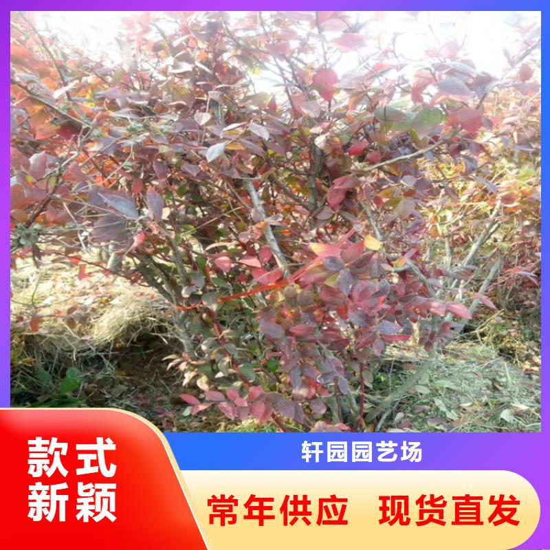 北美冬青-视频-广东省广州市|天河|白云|汕尾|韶关|江门|中山北美冬青-轩园