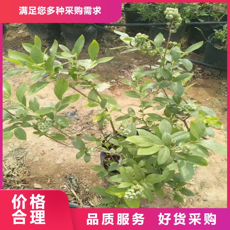 北美冬青-视频-广东省广州市|天河|白云|汕尾|韶关|江门|中山北美冬青-轩园