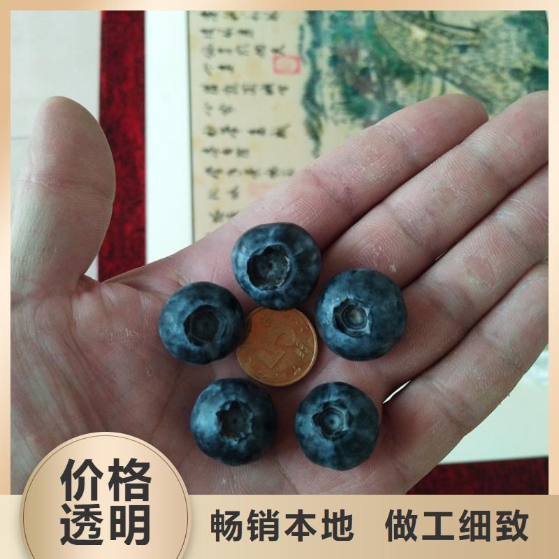 北美冬青-视频-雅安市北美冬青-【该地】可服务区域荥经|石棉|自贡|阿坝|甘孜|遂宁|德阳