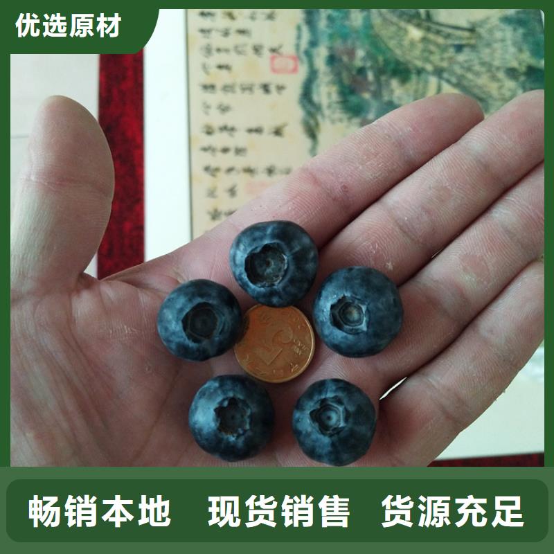 蓝莓苗【桃树苗】厂家售后完善