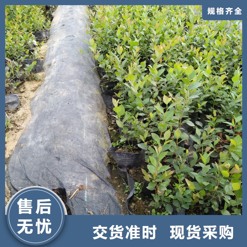 北美冬青-视频-雅安市北美冬青-【该地】可服务区域荥经|石棉|自贡|阿坝|甘孜|遂宁|德阳