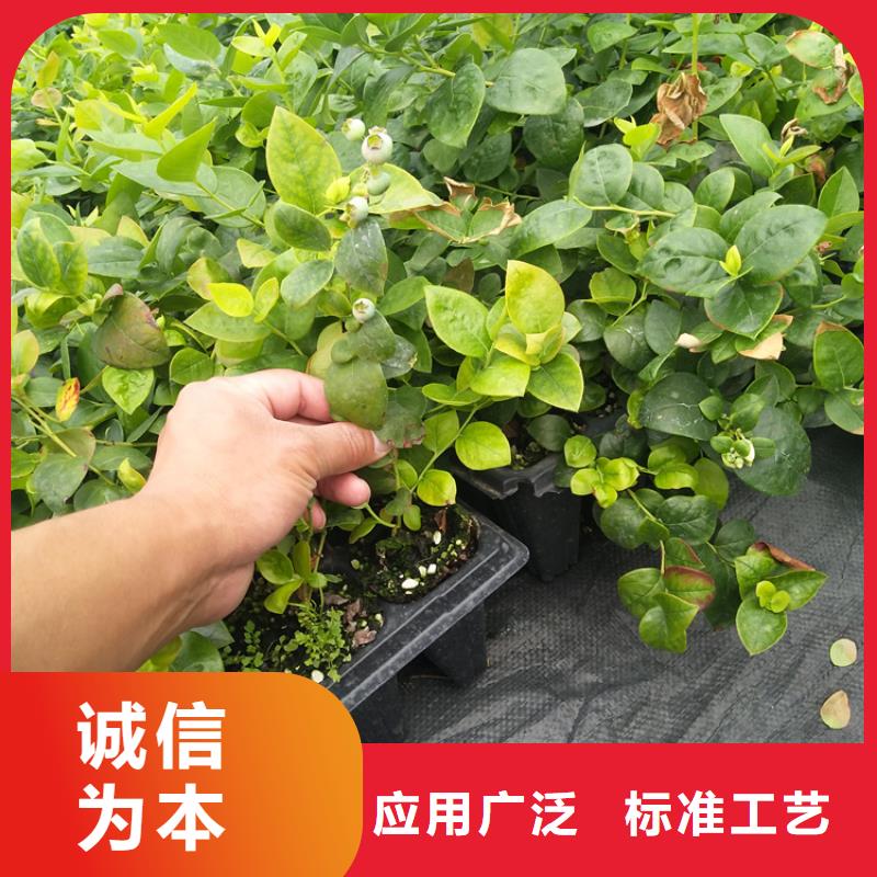 蓝莓苗【桃树苗】厂家售后完善