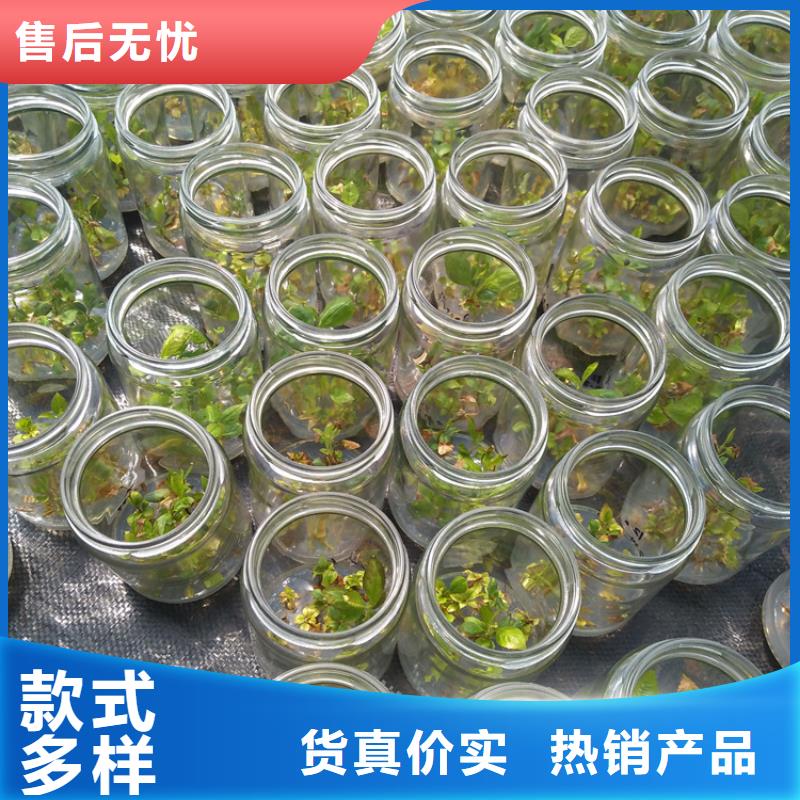北美冬青-视频-北美冬青-云南省玉溪市(本地)品牌-红塔|易门|大理|德宏|文山|楚雄|西双版纳