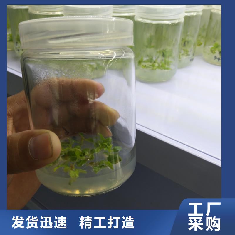 北美冬青-视频-北美冬青-云南省玉溪市(本地)品牌-红塔|易门|大理|德宏|文山|楚雄|西双版纳