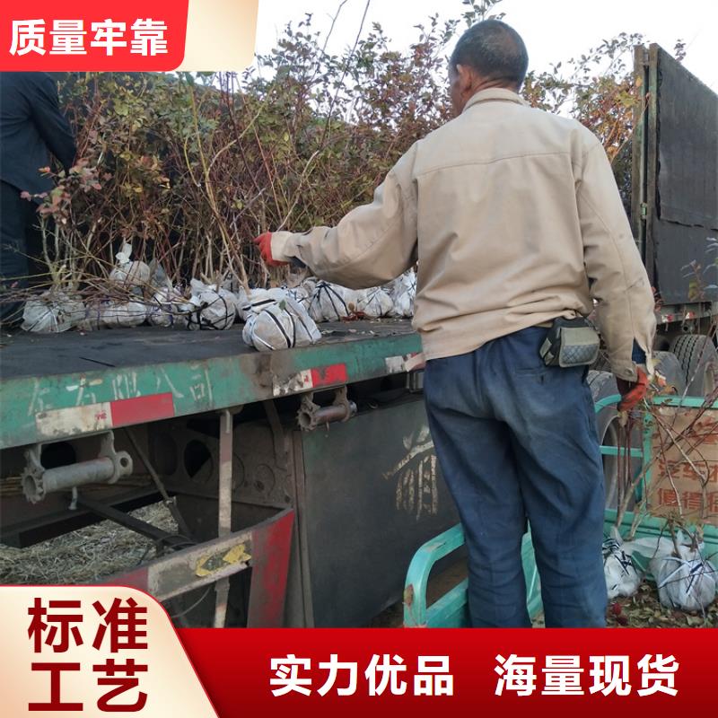 北美冬青-视频-广东省广州市|天河|白云|汕尾|韶关|江门|中山北美冬青-轩园
