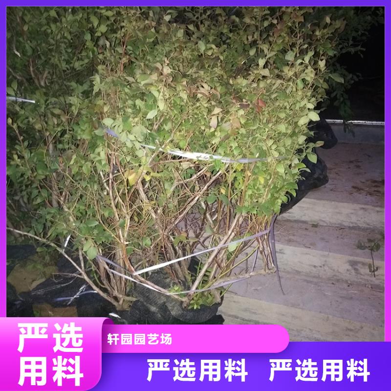 北美冬青-视频-北美冬青-云南省玉溪市(本地)品牌-红塔|易门|大理|德宏|文山|楚雄|西双版纳
