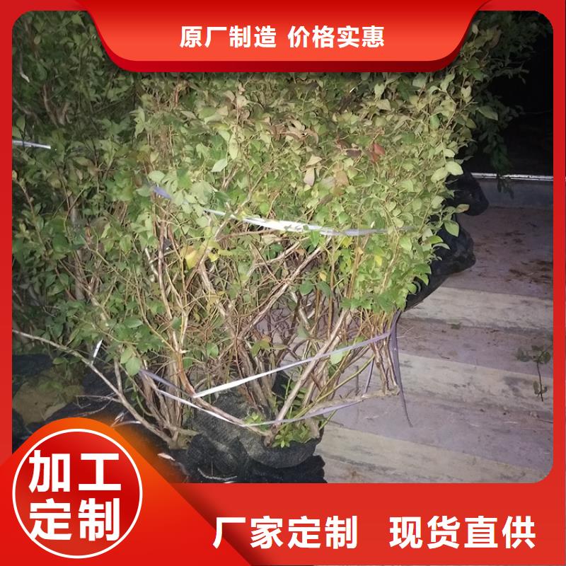 北美冬青-视频-广东省广州市|天河|白云|汕尾|韶关|江门|中山北美冬青-轩园